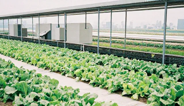 有机蔬菜生产:农机选型关注点分析